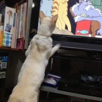 Un chat fan de Ghibli, Le royaume des chats