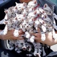 Tenir des petits chats à bras le corps