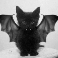 Un chat vampire noir
