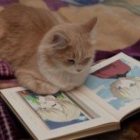 Un chat qui aime les illustrations manga