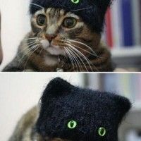 Un chat avec un bonnet chat