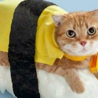 il n'est pas mignon ce chat sushi! Sa cape jaune représente une omelette