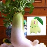 Un légume de la forme d'un Pokémon
