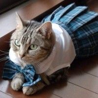 Un chat habillé en écolière #Cosplay #Kawaii #CuteCats