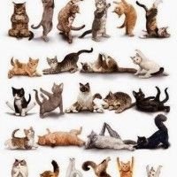 Des chats souples qui font le yoga