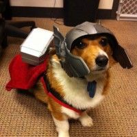 Ce chien a un charme foudroyant! #Thor #Marvel