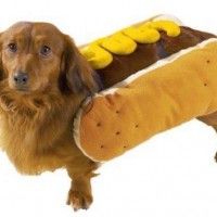 Le hot dog n'a jamais aussi bien porté son nom!