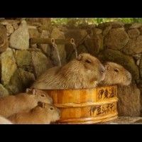 Même les Capybaras profitent des onsens, ces veinards!