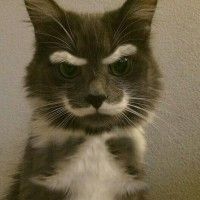 Un chat à moustache