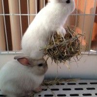 Les lapins jouent à Prison Break!