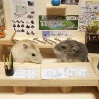 Studio d'#Animation composé d'hamsters