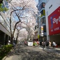 L'un de nos correspondants japonais nous envoie une photo de floraison des cerisiers à Tokyo. Le veinard!