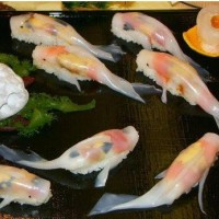 Impressionnant ces Sushis en forme de poisson carpe koi. Ca donne envie de les manger !