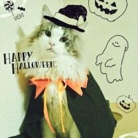 #Cosplay #Chat #Halloween déguisement #Fête #Insolite