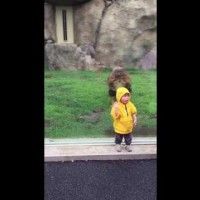 Image choc! Un petit japonais frôle la mort dans un zoo.