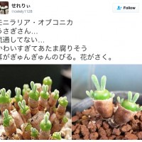 Cette plante fait un carton au Japon. Il faut dire que les jeunes pousses font penser à des lapins. Alors ça vous tente?