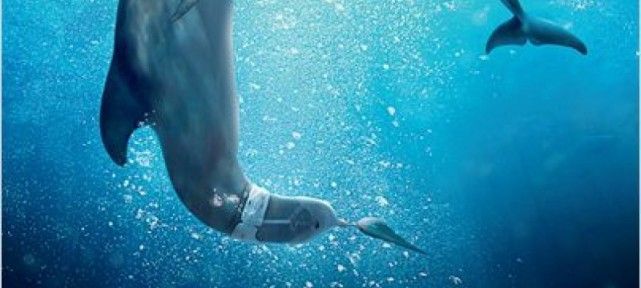 critique-incroyable-histoire-winter-dauphin-2-film-ferait-plaisir-amoureux-animaux